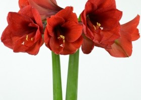 hippeastrum Orange Souvereign (1)